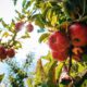 jabłka na drzewie z których zostanie stworzony koncentrat spożywczy